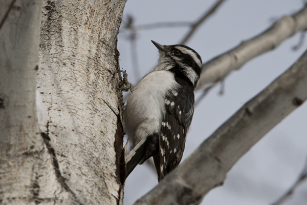 A female hairy woodpecker Picoides villosus in Salt Lake City Utah