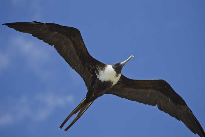 http://prometheus.med.utah.edu/~bwjones/wp-content/uploads/2012/05/Soaring-Magnificent-Frigate-bird.jpg
