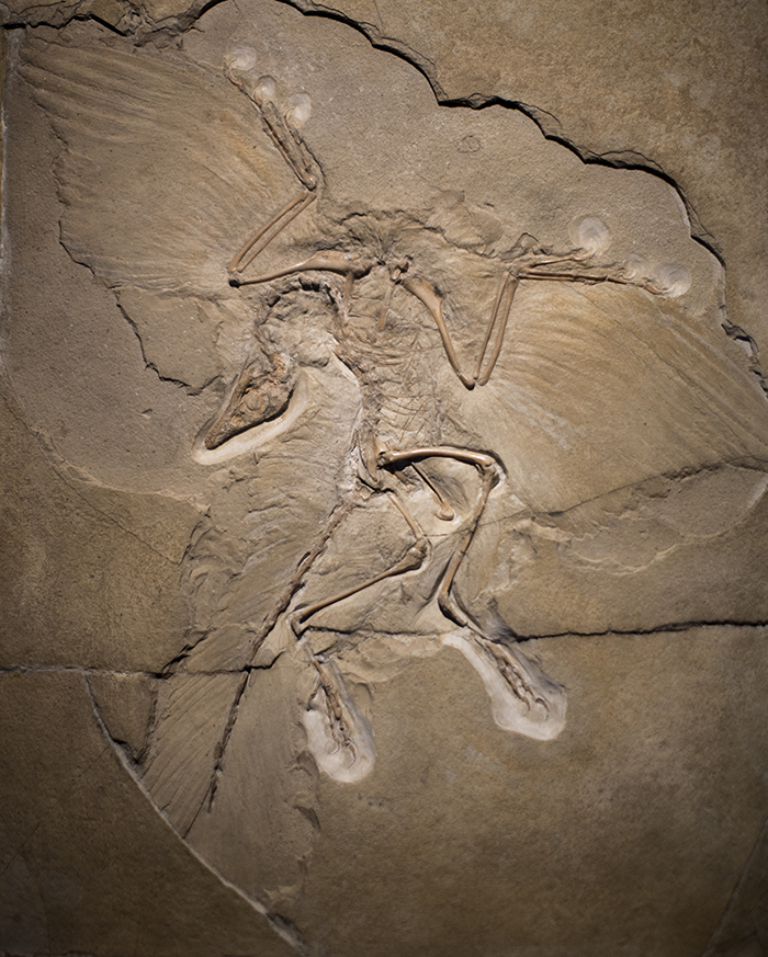 Archaeopteryx_.jpg