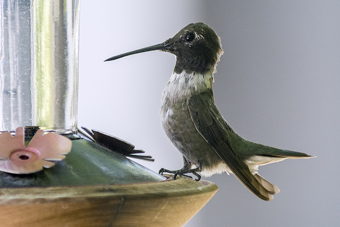 Hummingbird at feeder_
