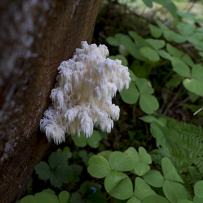 Funky fungus