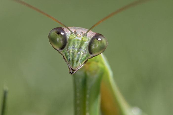 Praying Mantis face 3