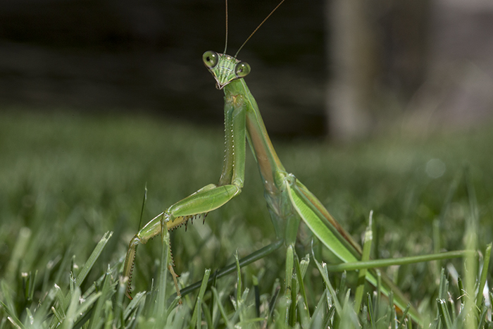 Praying Mantis in grass 2