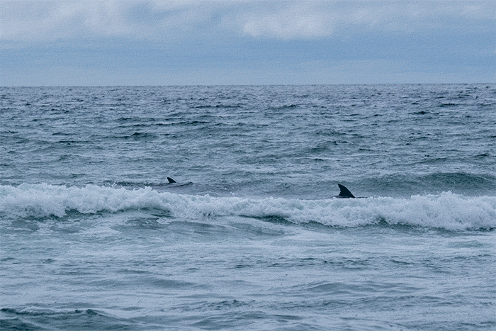 Dolphins-off-San-Francisco