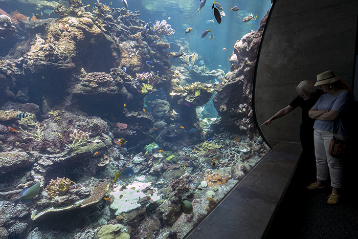 SF Aquarium