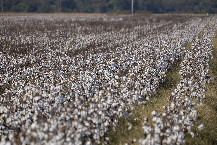 Cotton Fields2