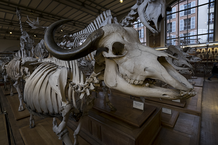 Buffalo skeleton