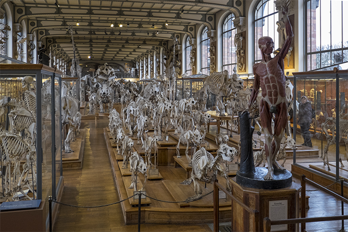 Entrance museum of comparative anatomy