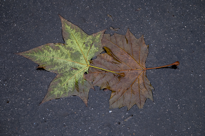 Leaves in Street