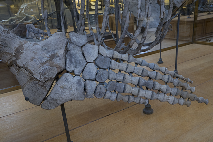 Plesiosaurus limb