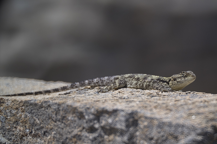 Lizard on Delos