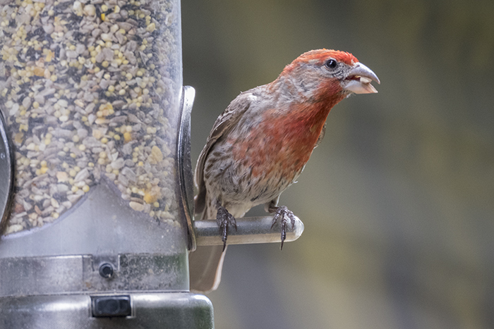 House finch eating