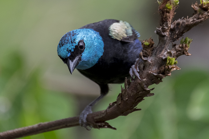 Blue necked Tanager