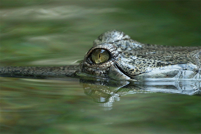gator-in-water
