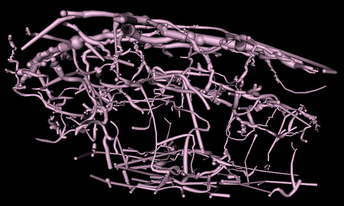 Retinal vasculature
