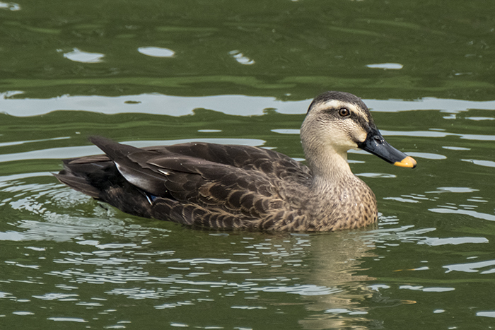 eastern-spot-billed-duck