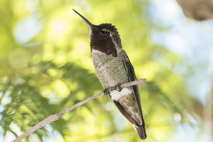 annas-hummingbird2_