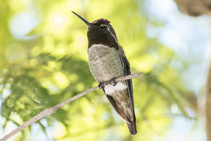 annas-hummingbird3_