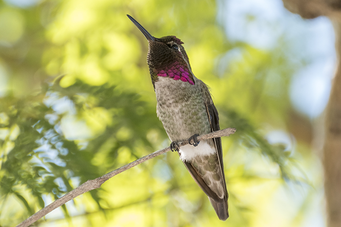 annas-hummingbird_