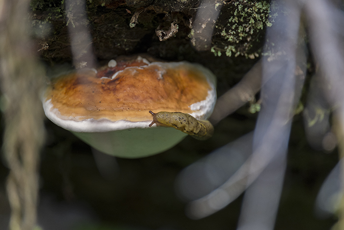Slug and mushroom