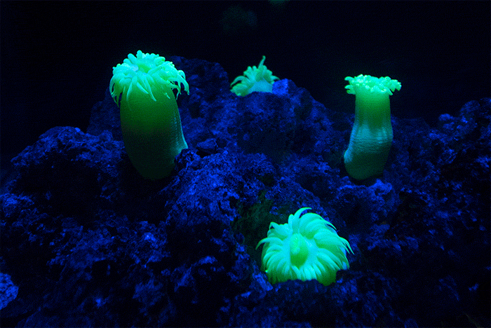 Sea-anemones