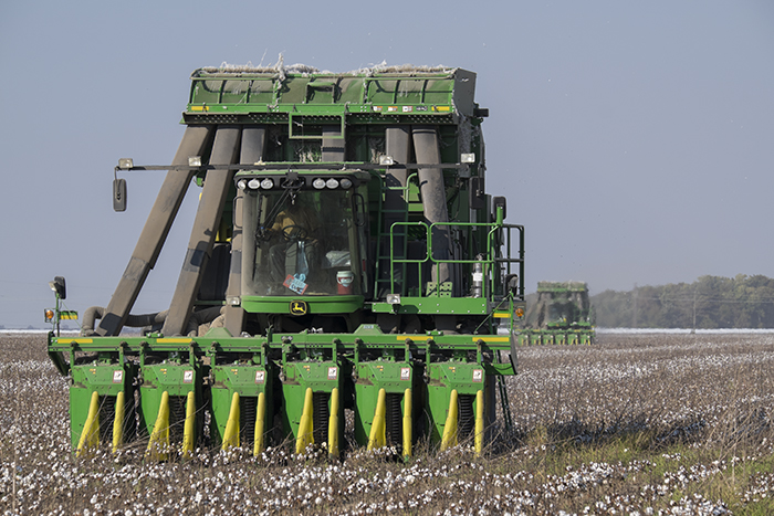 Harvesting Cotton 2