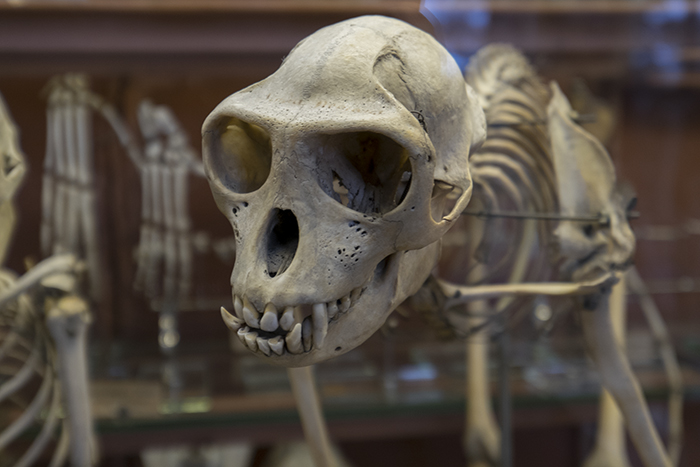Monkey skeleton