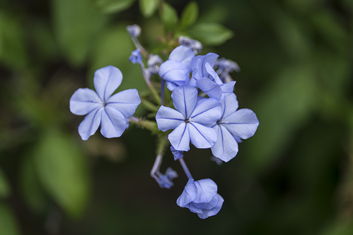 UCLA blue flowers