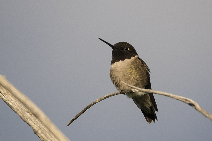 Black Chinned hummingbird