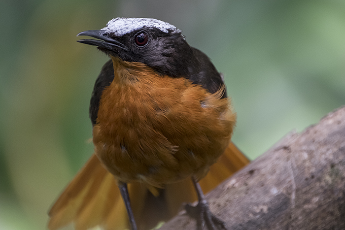 White Crowned Robin chat