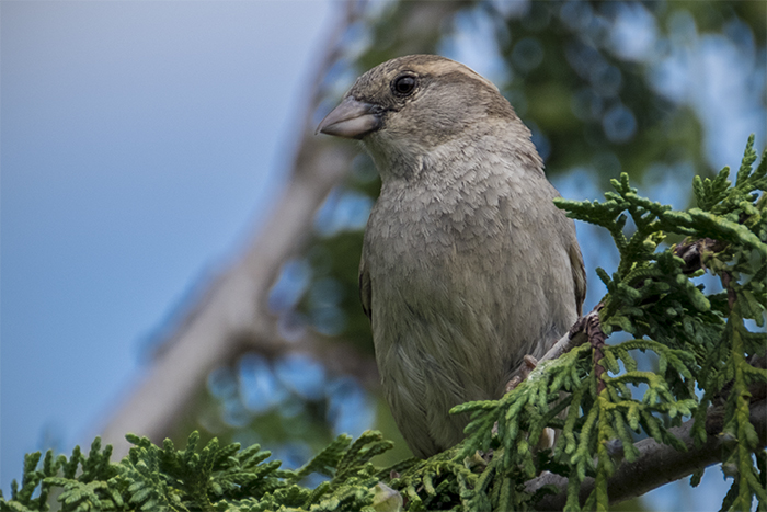 House sparrow in Juniper tree