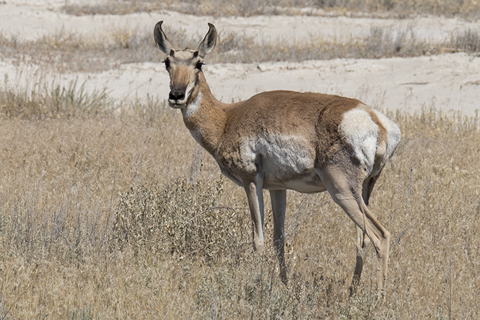 Female pronghorn antelope