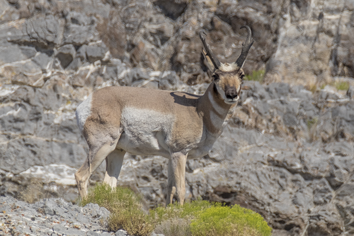 Pronghorn antelope2
