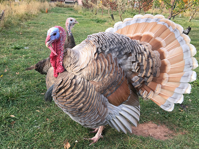 thanksgiving-turkey