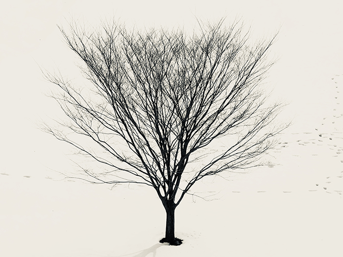 Lone Tree Waiting For The Storm – Jonesblog
